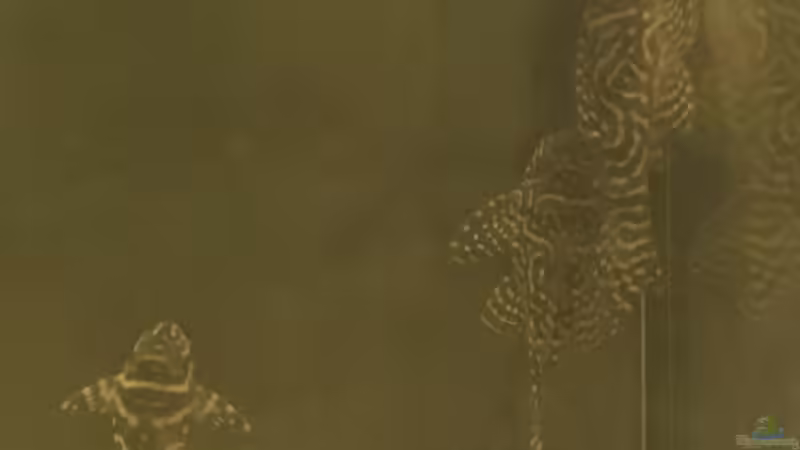 Peckoltia sp. L. 38 von mikeschchaos (15)