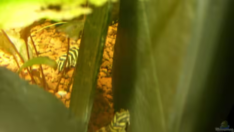 Peckoltia sp. L 134  von Oliver Boden (46)