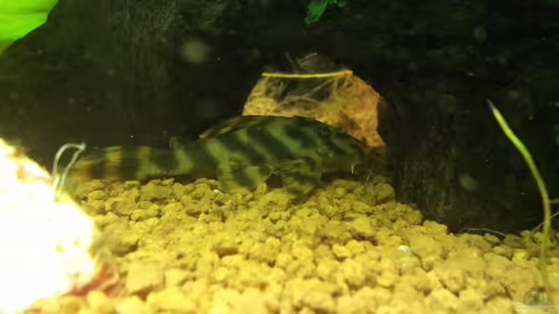 Peckoltia sp. L 15 - ´Gestreifter Zwergschilderwels´ von Ferbi (44)