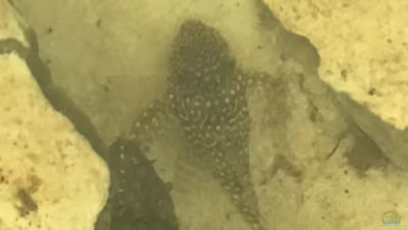 Peckoltia sp. L 38 mit besonderer Zeichnung von mikeschchaos (14)