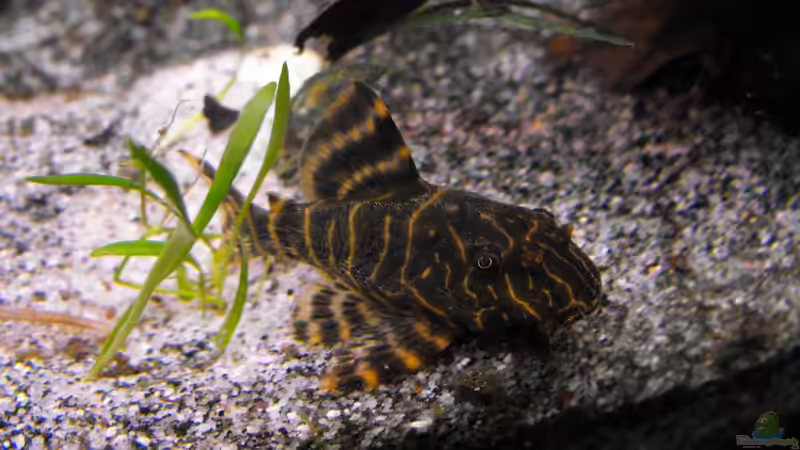 Peckoltia vitatta Männchen von Pebas/Peter (11)