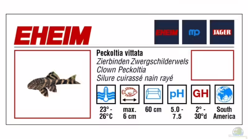 Peckoltia vittata - nur 6 cm gro???
