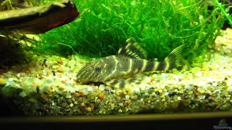 Peckoltia vittata von André Martin (27)