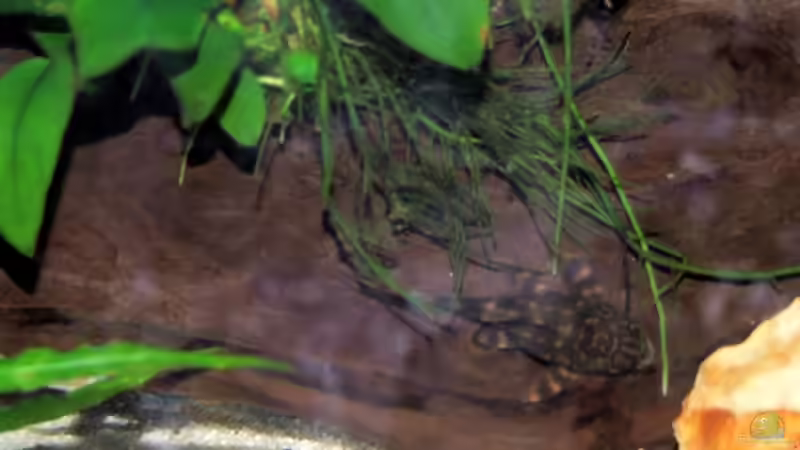 Aquarien für Peckoltia vittata (Zierbinden-Zwergschilderwels, L-15)