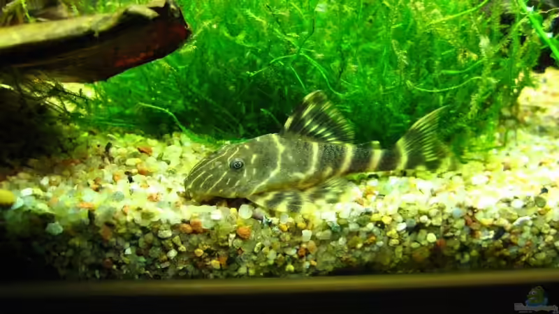 Aquarien für Peckoltia vittata (Zierbinden-Zwergschilderwels, L-15)