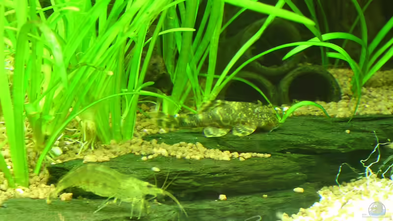 Aquarien für Peckoltia pulcher (Zwergharnischwels, L-103)
