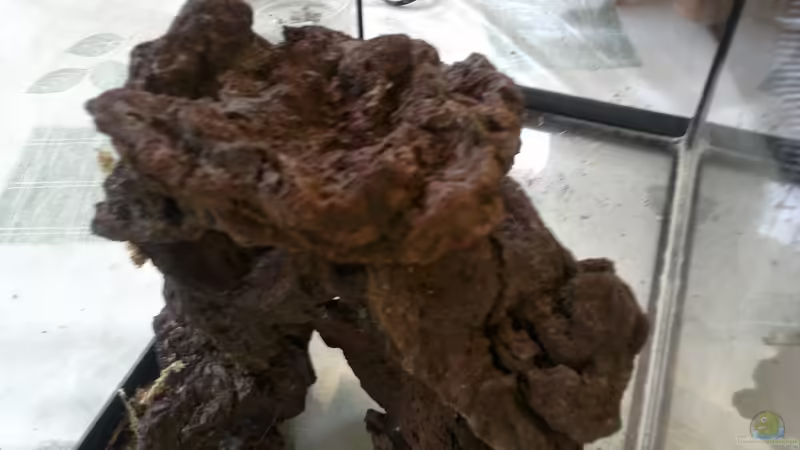 Pedra superior concava que per met el plantat von lomarraco (79)