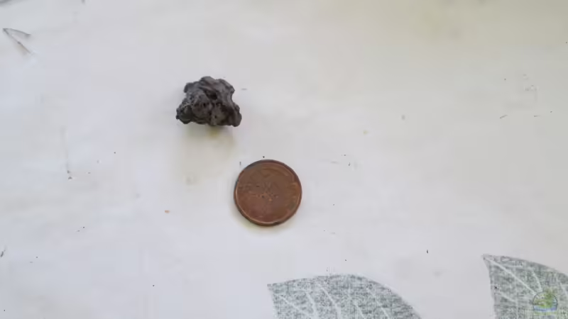 Pedres per la paret posterior von lomarraco (64)