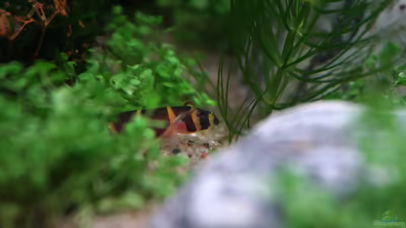 Peekaboo! von vixen (41)