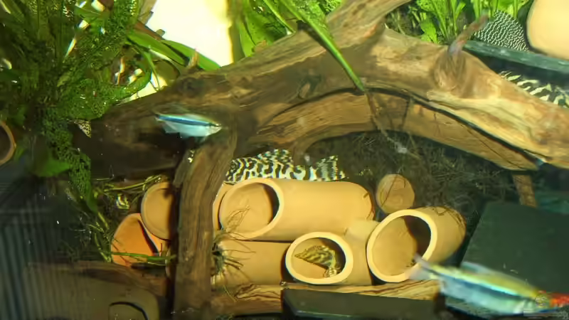 Pekoltia sp. L134 und Hyphessobrycon cyanotaenia  im Vordergrund von Holger Bertram (4)