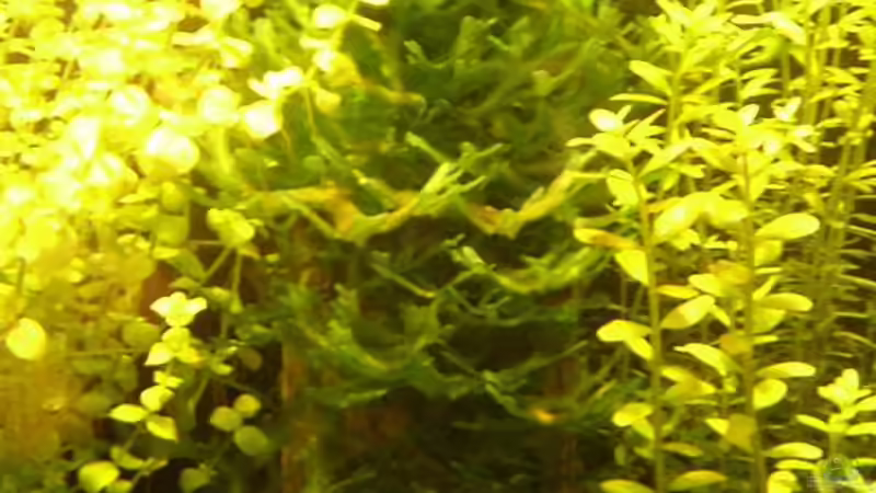 Pellia auf versteinertem Holz (stand 15. Juni) von Timo Wünsche (26)