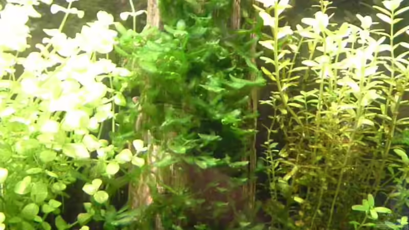 Pellia auf versteinertem Holz von Timo Wünsche (25)