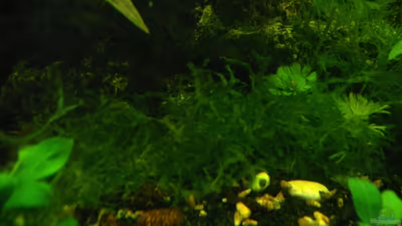 Pelliamoos, Karolina-Haarnixe von Lee Kienle (9)