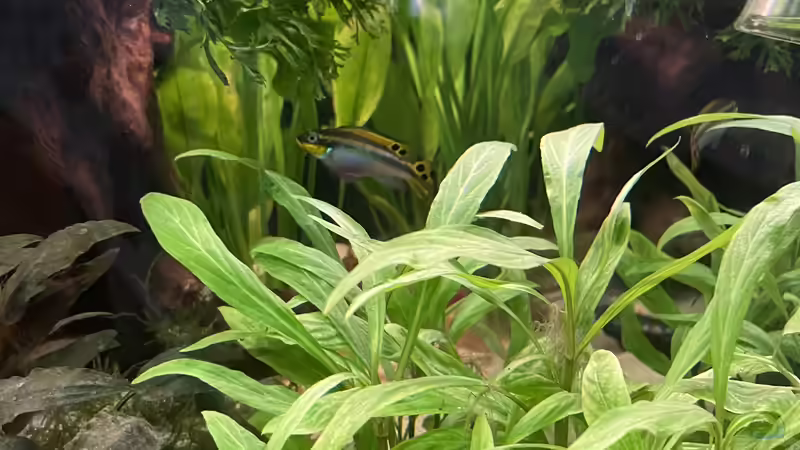 Pelvi Mädel von Franne (18)