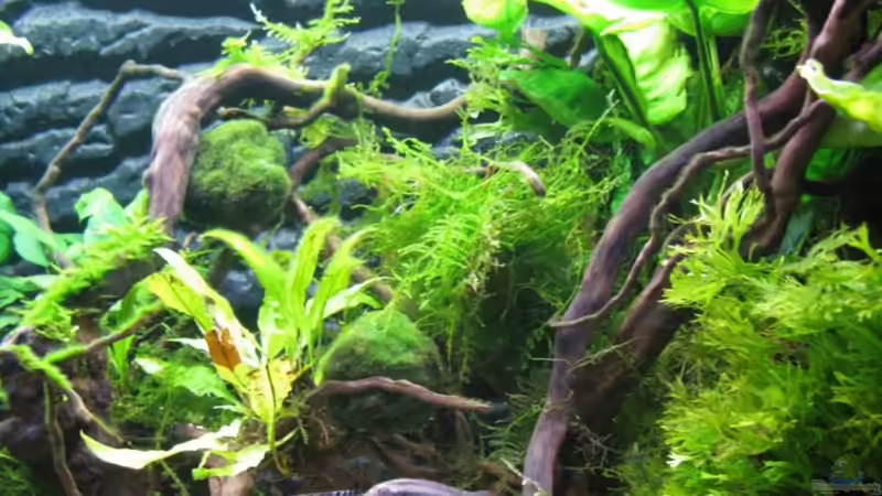 Pelvicachr. und Nanochr. von Aquadog (7)