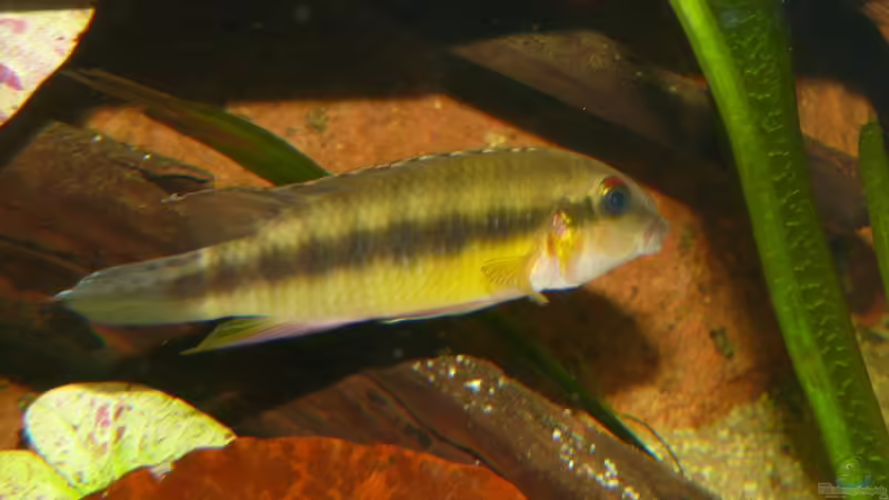Pelvicachromis - Die Arten aus Guinea , Liberia und Sierra Leone 