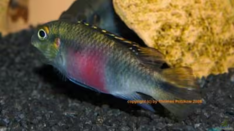 Pelvicachromis - die Arten von Nigeria bis Kongo