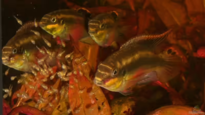 Pelvicachromis - die Arten von Nigeria bis Kongo