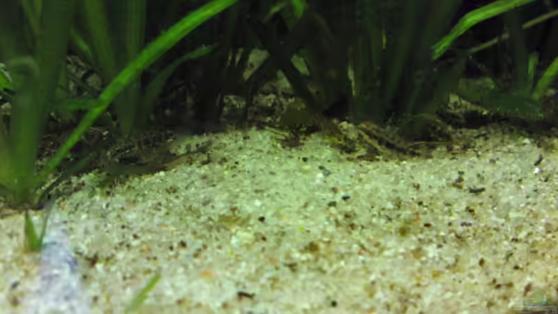 Pelvicachromis pulcher- Nachwuchs von Debby & Daniel (21)