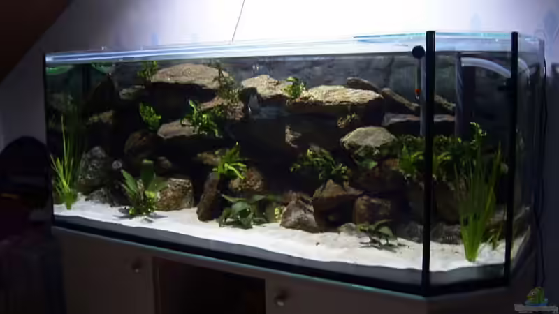 Pelvicachromis pulcher 1 Stunde nach dem einsetzen von Angelika König (5)