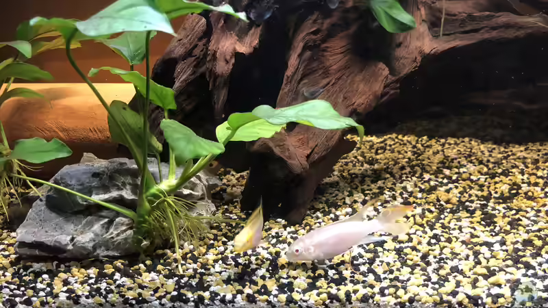 Pelvicachromis pulcher ALBINO  von Helga Kury (4)