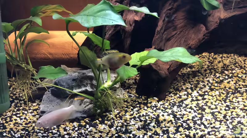 Pelvicachromis pulcher ALBINO  von Helga Kury (5)