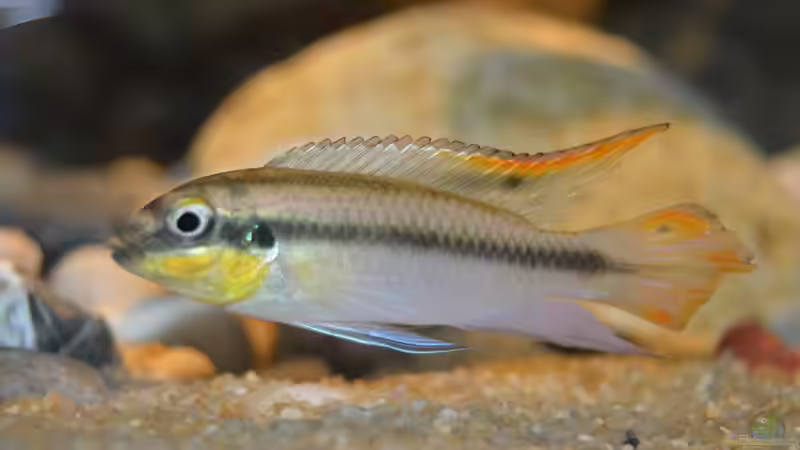 Pelvicachromis Pulcher male von David Breuers (37)