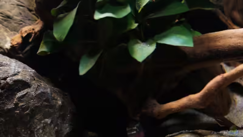 Pelvicachromis sacrimontis im Aquarium halten (Einrichtungsbeispiele für Pelvicachromis sacrimontis)