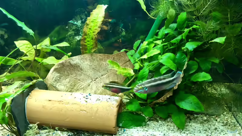 Pelvicachromis sacrimontis RED von Helga Kury (1)