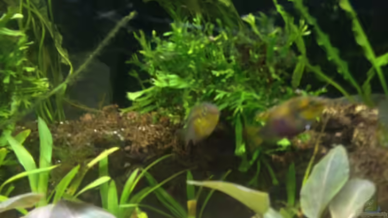 Pelvicachromis Suboccelatus ´Moulondo´ von schmitzkatze (13)