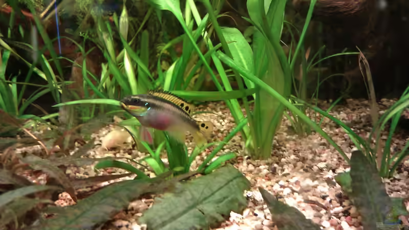 Pelvicachromis taeniatus // Smaragd-Prachtbarsch (Purpurprachtbarsch) von Biffty (27)