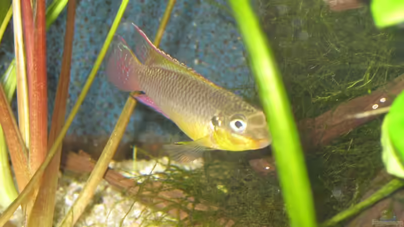 Pelvicachromis taeniatus lobe Männchen von Tankman71 (8)