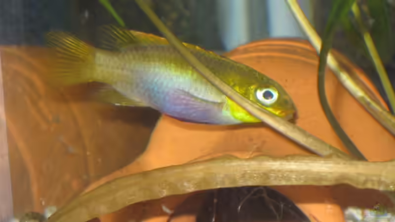 Einrichtungsbeispiele für die Haltung von Pelvicachromis taeniatus (Smaragdprachtbarsch) im Aquarium