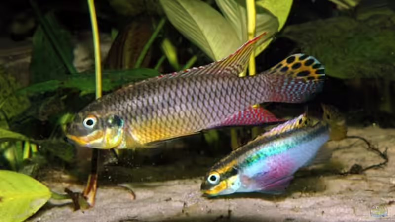 Einrichtungsbeispiele für die Haltung von Pelvicachromis taeniatus (Smaragdprachtbarsch) im Aquarium