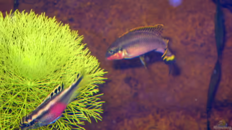 Pelvicachromis taeniatus von Gerhard Farnbacher (11)