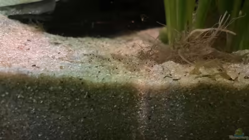 Pelvicachromis teanitatus Larven von Franne (26)