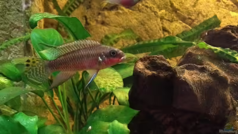 Pelvicachroms taeniatus nigeria red von Rubens (20)