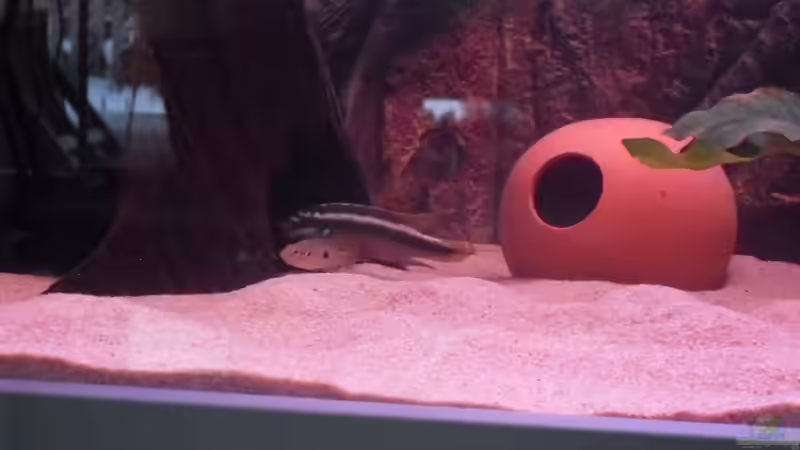 Pelvicacromis sacrimontis von Dr. Manhattan (39)