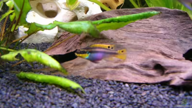 Pelvicacromis taeniatu nigeria red Weibchen von Nadine Wilmer (14)