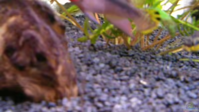 Pelvicacromis taeniatus nigeria red Männchen von Nadine Wilmer (16)