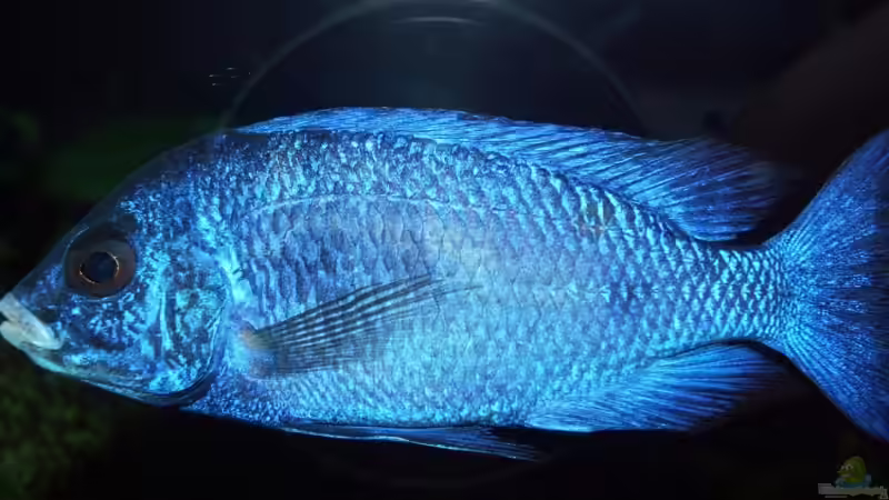 Penochilus Mdoka von wede1980 (10)