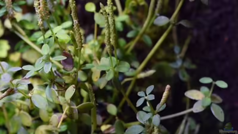 Peperomia hofmannii von Junglist (47)