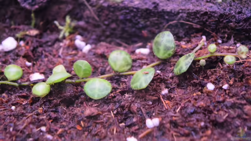 Peperomia nummularifolia, Ableger aus einem anderen Becken von Junglist (21)