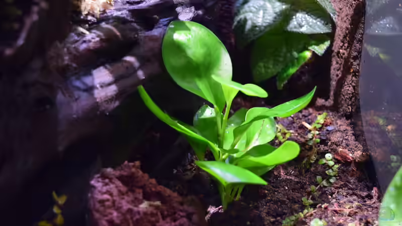 Peperomia Santa Fe Panama von Junglist (14)