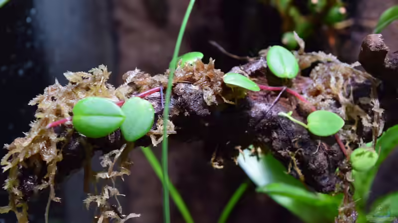 Peperomia sp. von Junglist (18)