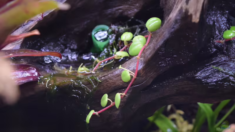 Peperomia spec. Peru von Junglist (30)