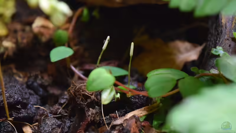 Peperomia spec. Peru von Junglist (6)