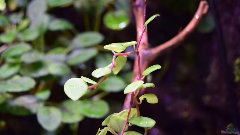 Peperomia von Junglist (34)