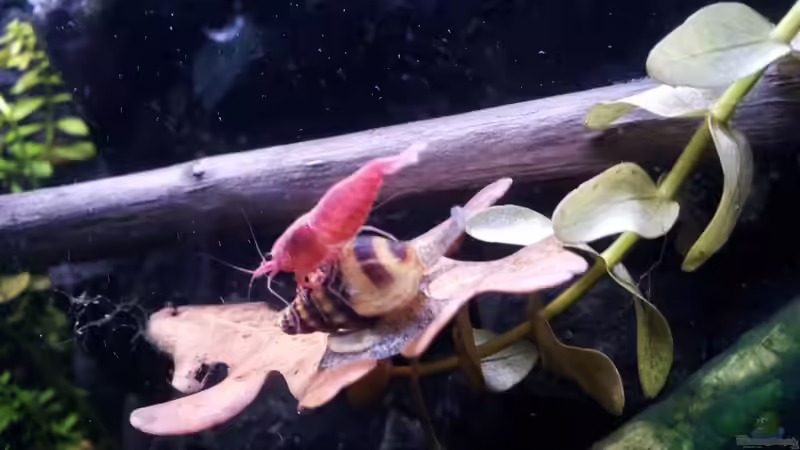 Perfekte Fische für das Garnelenaquarium - ein umfassender Leitfaden für dauerhaftes Gleichgewicht