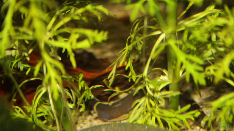 Perfekte Tarnung- wo ist er der Dornauge? von Florian Bandhauer (59)